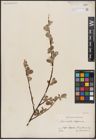 Foto von Salix aurita L. x Salix lapponum L.
